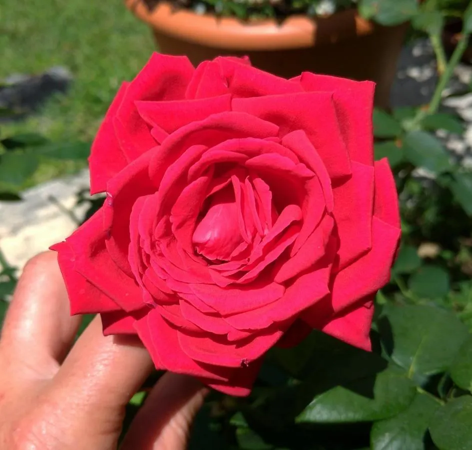 Gemma Di Gallura Charme B&B Olbia Bed & Breakfast